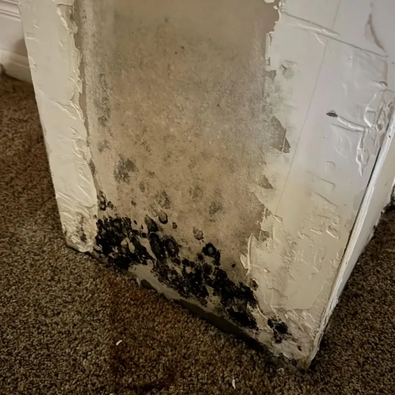 Professional Mold Removal in Potsdam, NY